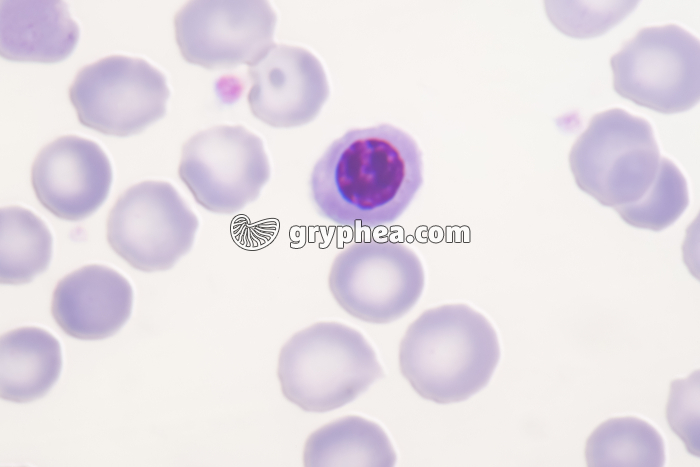 Erythrocyte dans le sang  x800 - gryphea.org